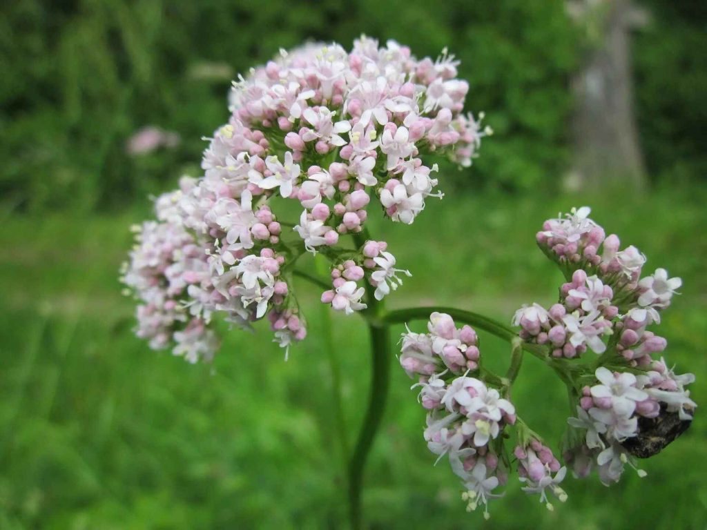 10 Amazing Health Benefits of Valerian Root You Should Know About