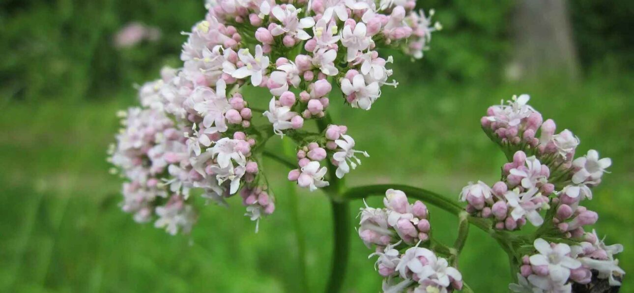 10 Amazing Health Benefits of Valerian Root You Should Know About