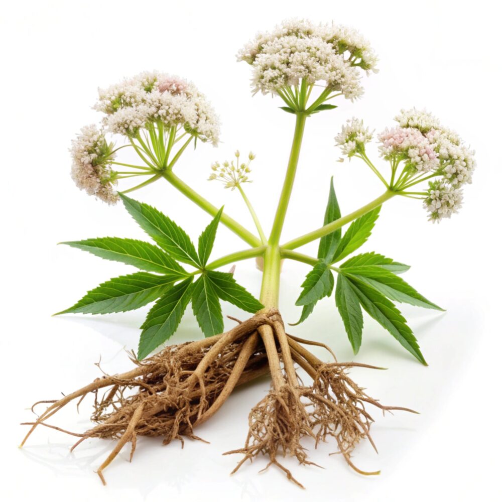 High Strength Valerian Root Extract Powder - 4:1- 100% Pure and Natural