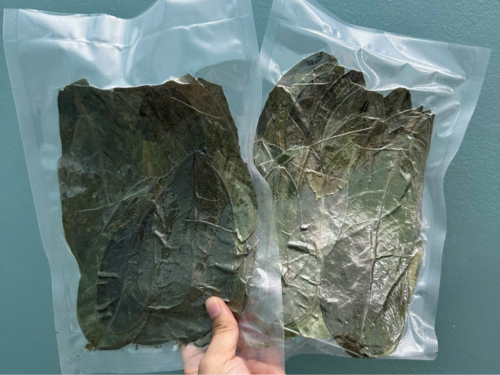 soursoap leaves